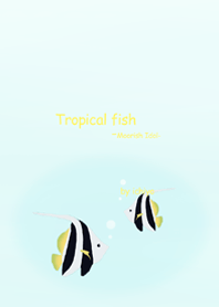 Tropical fish -Moorish Idol-