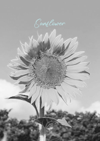 monochrome photograph...37