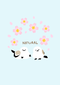 Long-tailed tit arch cherry blossoms3 J