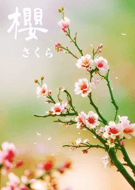 일본의 매우 아름다운 벚꽃(신록)
