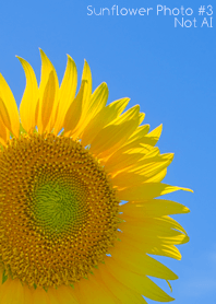 Sunflower Photo #3-1 NotAI