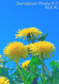 Dandelion Photo 9-7Not AI