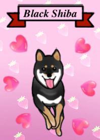 Black Miniature Shiba Inu: HIME 2