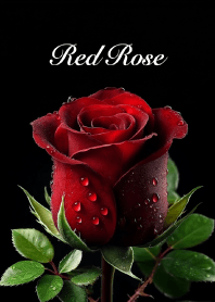 Red Rose vol.16