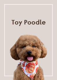 目に優しい色☆癒しのトイプードル