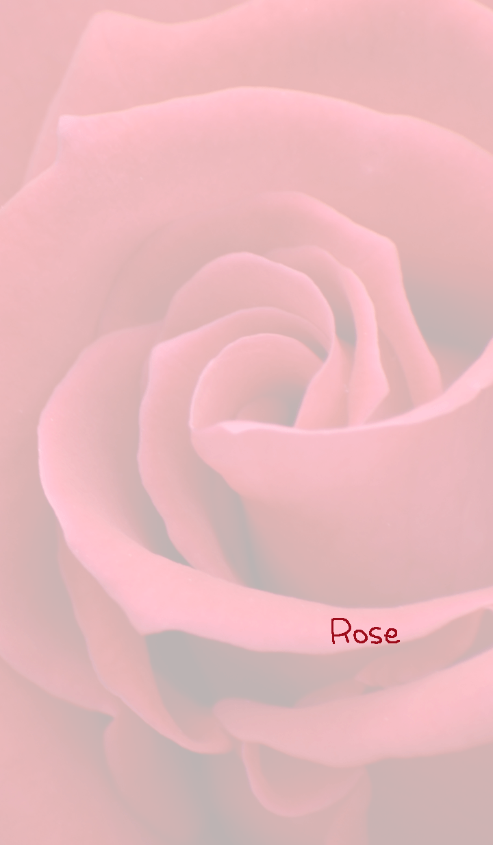 Rose Theme 24