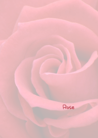 Rose Theme 24