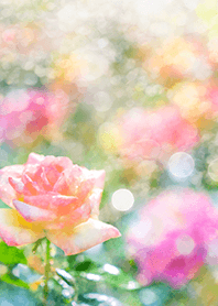 Beautiful rose flower(R2699)