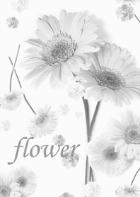 Gerbera wrapped in gentle happiness19.