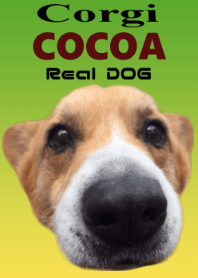 Real DOG Corgi COCOA