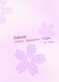 SAKURA -Cherry blossoms-Purple by ichiyo