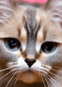 Nyanko Runaway#bwvu112