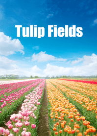 チューリップ畑 vol.1