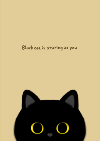 Black cat is staring at you.