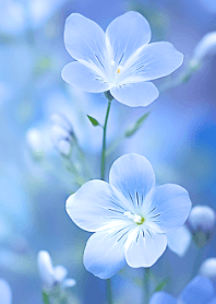 Beautiful Flower Series #2