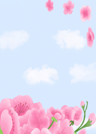 cherry blossoms blooming