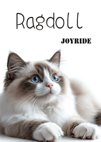 Cat Ragdoll