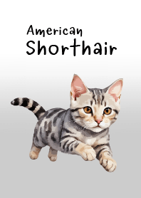 American Shorthair Cat Theme