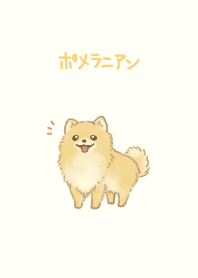 cutie Pomeranian