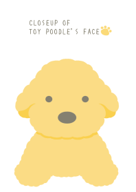 CLOSEUP OF TOY POODLE'S FACE-WHITE