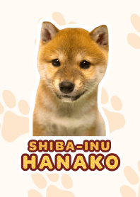 しばいぬハナコ【柴犬写真*a48】