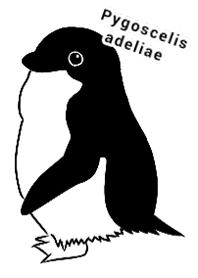 アデリーペンギン