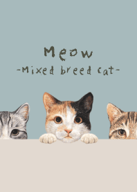 Meow - Mixed breed cat 01 - BLUE GRAY