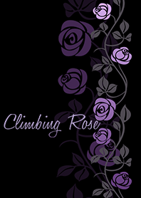 Climbing Rose*Purple & Black