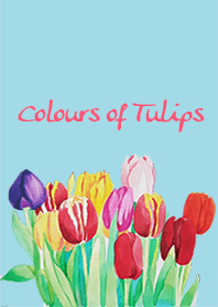 Colours of Tulips