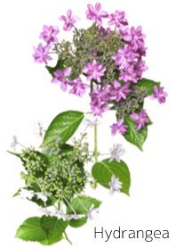 Hydrangea 1