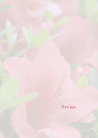Azalea Theme
