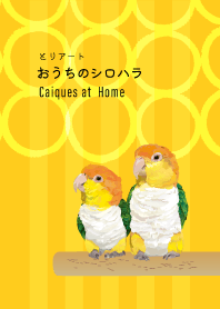 おうちのシロハラ