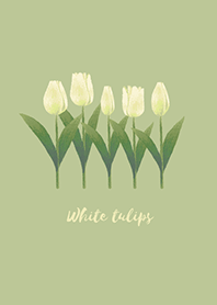 白いチューリップ