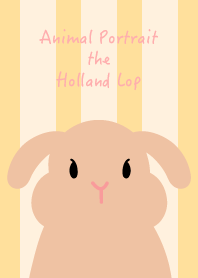 Animal Portrait - The Holland Lop