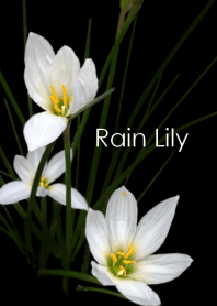 Rain Lily
