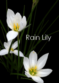 Rain Lily ~タマスダレ~