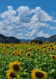 Summer Memories 2024