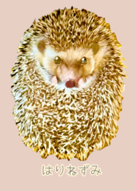 Hedgehog pink