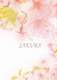 Sakura filled with calm happiness1