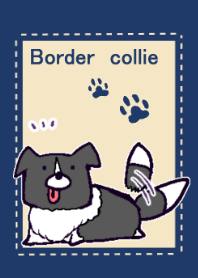 Border Collie LUKE