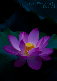 Lotus Photo #10-2 NotAI