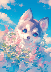 在天堂花海の寶貝哈士奇❤