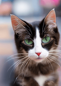 Nyanko Great Runaway#Labgai213.