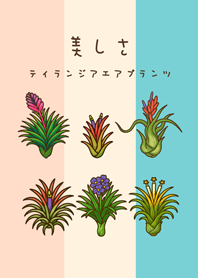 我養的空氣鳳梨開花期(柔和三色)