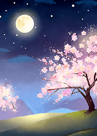 Beautiful night cherry blossoms#1364