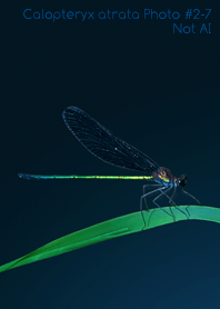 Calopteryx atrata Photo#2-7Not AI