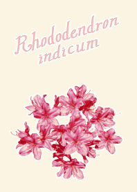 皐月の花