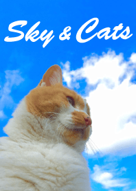 Blue sky & Funny Cats