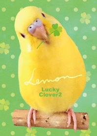 budgerigar Lemon "Lucky Clover2"