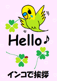 Greeting of the My Budgerigar